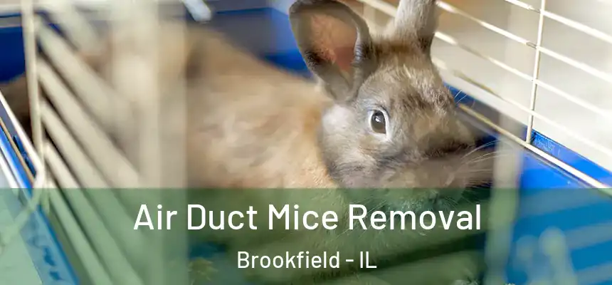  Air Duct Mice Removal Brookfield - IL